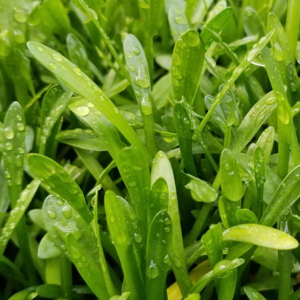 Sagittaria Subulata Dwarf, Live Aquarium Plants