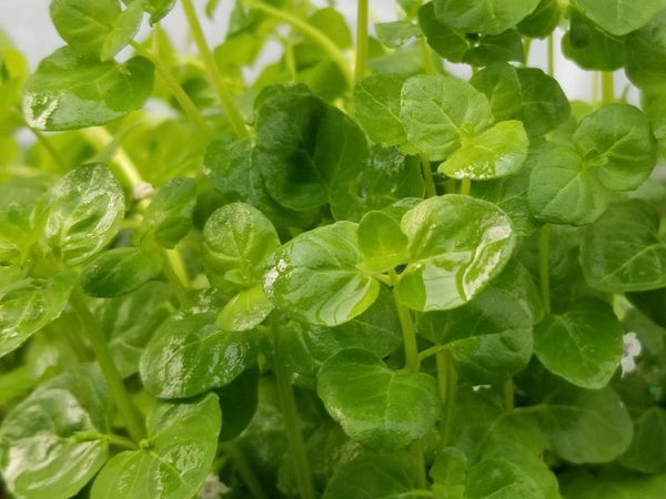 Clinopodium cf Brownei, Live Aquarium Plants