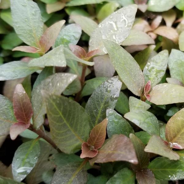Hygrophila Corymbosa Compacta, Live Aquarium Plants