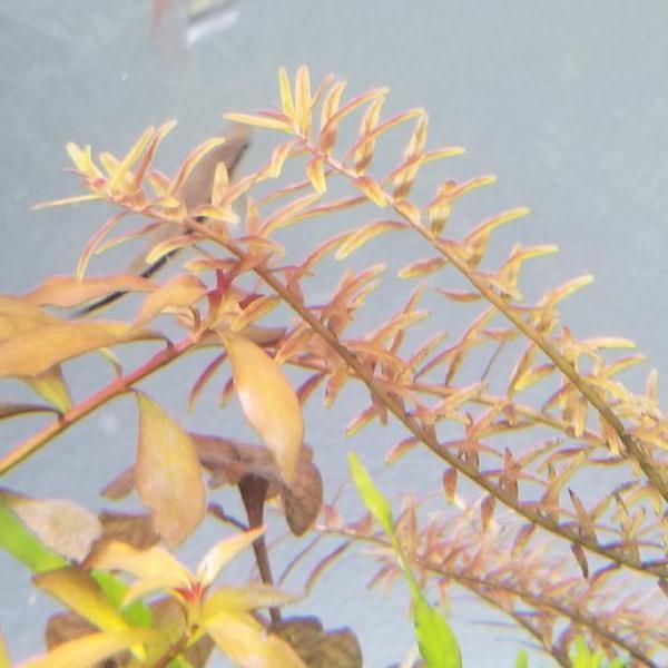 Rotala Colorata, Live Aquarium Plants