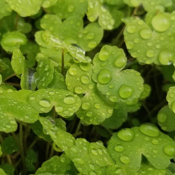 Hydrocotyle Leucocephala, Brazilian Giant Pennywort, Live Aquarium Plants