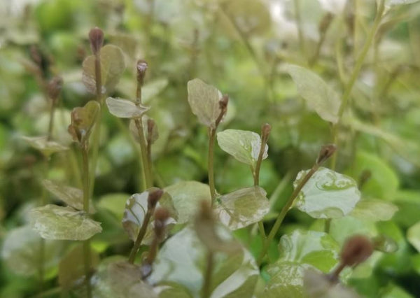 Cardamine Lyrata, Live Aquarium Plants