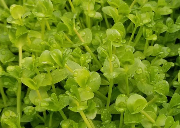 Lindernia Sp India, Rare,  Live Aquarium Plants