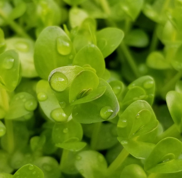 Beginners Bundle, Low to High Light, 10 kinds, see Description for details, Freshwater Aquarium Plants
