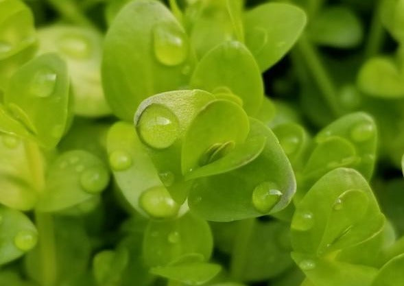 Lindernia Sp India, Rare,  Live Aquarium Plants
