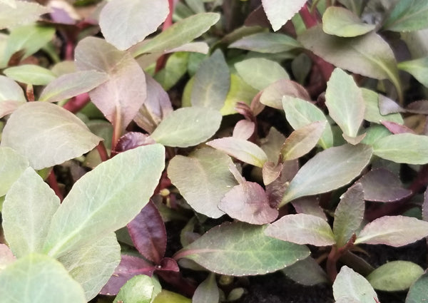 Lobelia Cardinalis, Regular, live aquarium plants