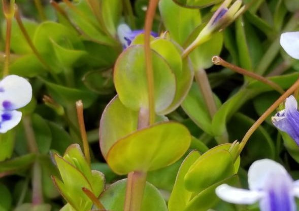 Lindernia Sp India, Rare,  Live Aquarium Plants