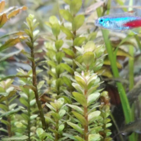 Ammania Bonsai, True Rotala Indica, Live Aquarium Plants