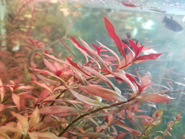 Ludwigia Repens x Arcuata, Live Aquarium Plants