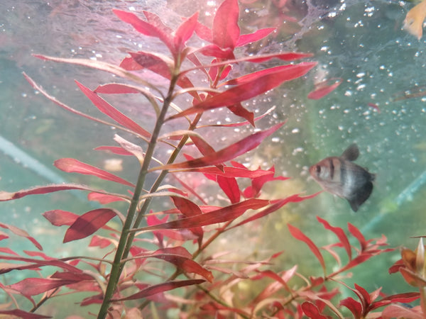 4 Kinds (Alternanthera Reineckii Cardinalis, Bacopa Caroliniana, Hygrophila Brown, Ludwigia Repens) Freshwater Live Aquarium Plants + EXTRA