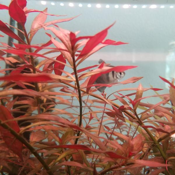 Ludwigia Repens Arcuata, Live Aquarium Plants