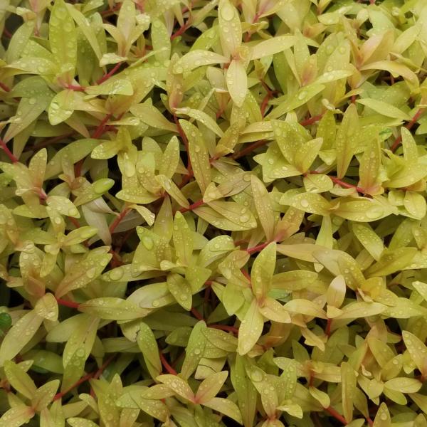 Nesaea Pedicellata, Golden, Live Aquarium Plants