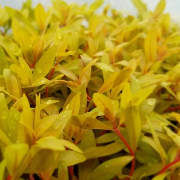 Nesaea Pedicellata, Golden, Live Aquarium Plants