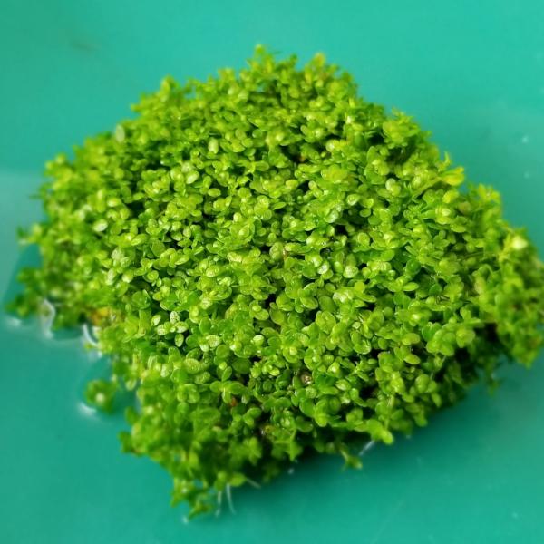 Hemianthus Callitrichoides, HC Baby Tears Dwarf, Freshwater Live Aquarium Plants
