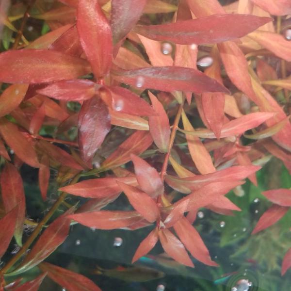 Ludwigia Repens Arcuata, Live Aquarium Plants