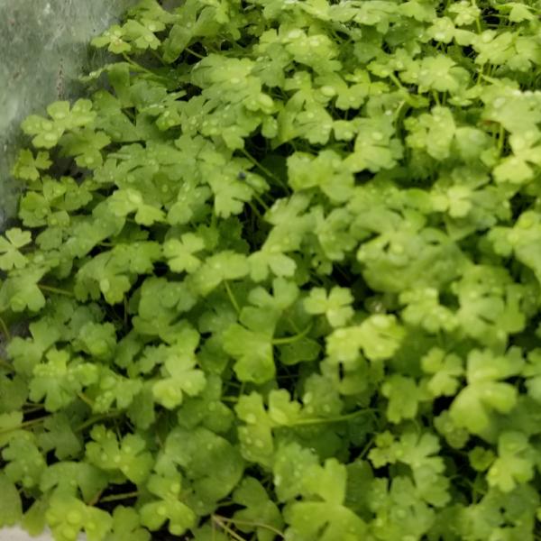 Hydrocotyle Tripartita Japan, Dwarf Pennywort, Live Aquarium Plants