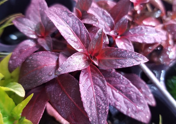 Ludwigia Peruensis Fully Red ,  Live Aquarium Plants