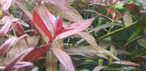 Ludwigia Repens x Arcuata, Live Aquarium Plants