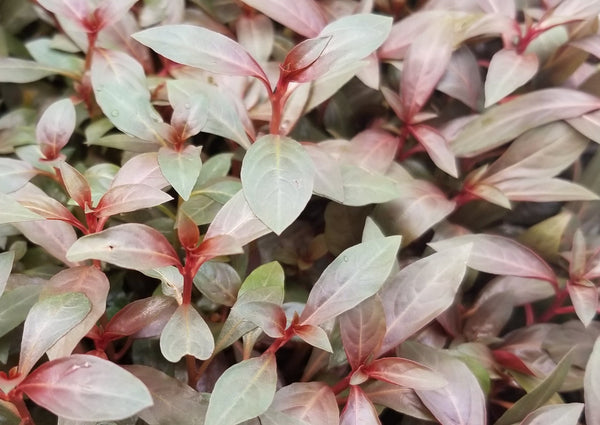 Ludwigia Peruensis Fully Red ,  Live Aquarium Plants