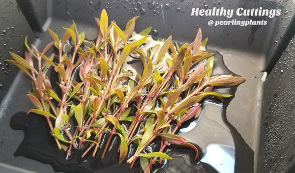 Alternanthera Reineckii Mini, Live Aquarium Plants + EXTRA