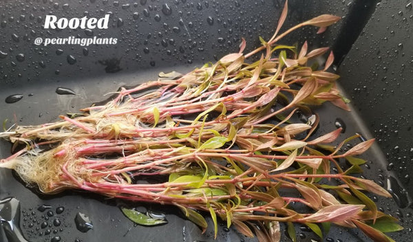 Alternanthera Reineckii Mini, Live Aquarium Plants + EXTRA