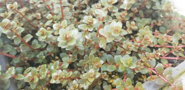 Rotala Fujian, Live Aquarium Plants