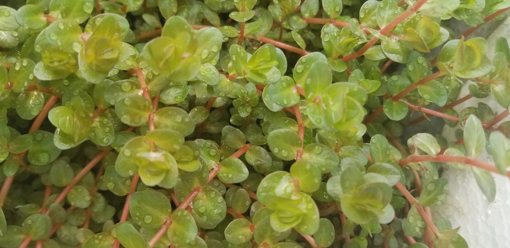 Rotala Fujian, Live Aquarium Plants