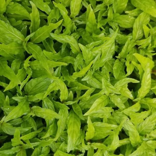 Staurogyne sp. Porto Velho, live aquarium plants