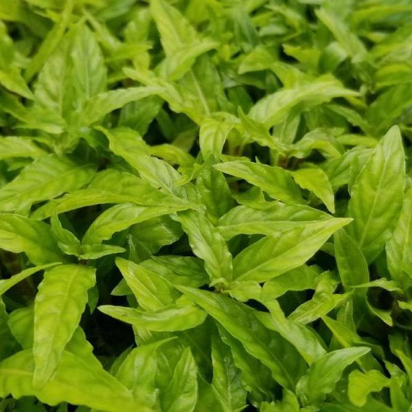 Staurogyne sp. Porto Velho, live aquarium plants