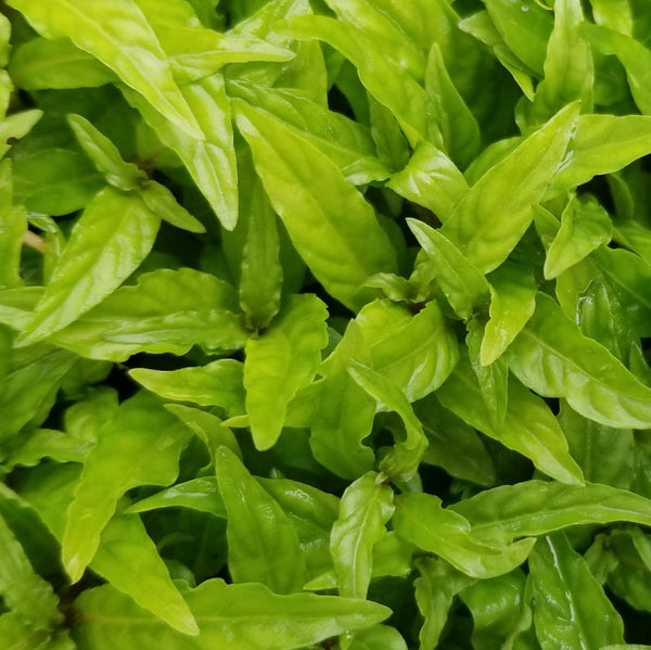 Beginners Bundle, Low to High Light, 10 kinds, see Description for details, Freshwater Aquarium Plants
