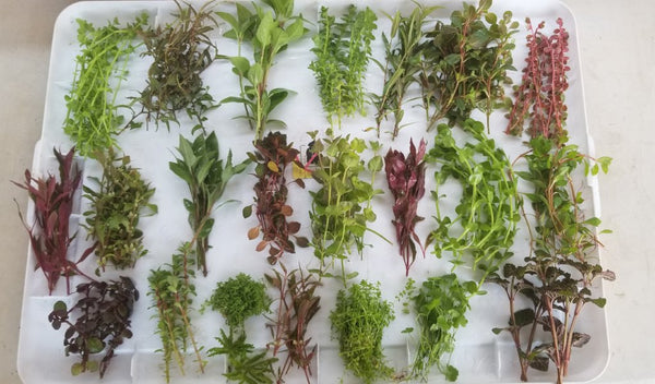 Special Package, 20 kinds, Live Aquarium Plants