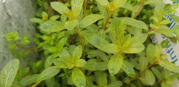 Ludwigia Sphaerocarpa Red, Rare, Live Aquarium Plants