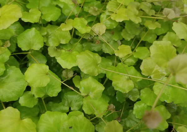 Cardamine Lyrata, Live Aquarium Plants