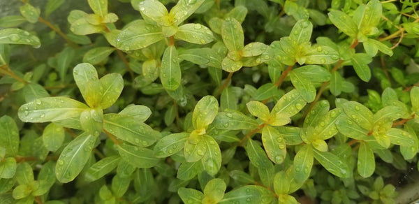 Ludwigia Sphaerocarpa Red, Rare, Live Aquarium Plants