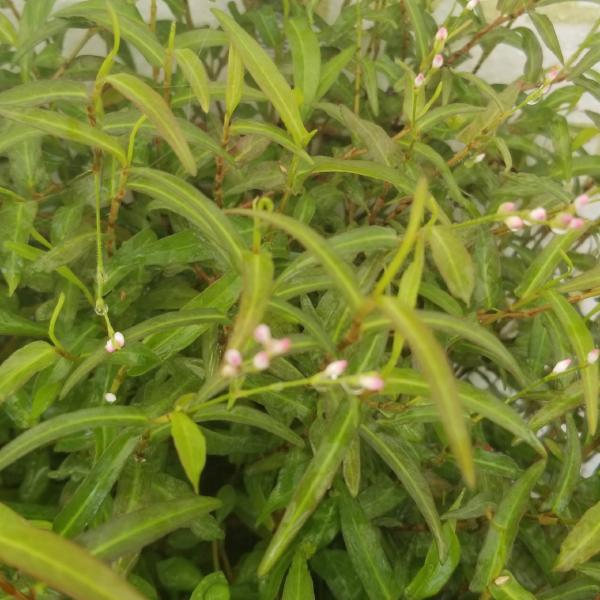 Hygrophila Araguaia, Live Aquarium Plants