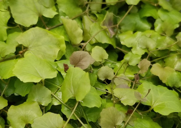 Cardamine Lyrata, Live Aquarium Plants