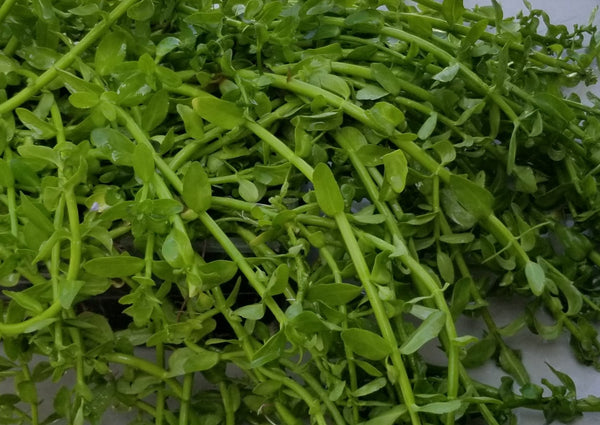 Bacopa Madagascariensis (Rare), Live Aquarium Plants