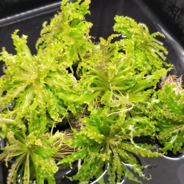 Pogostemon Helferi Downoi Rooted Plant/Crown, live aquarium plants