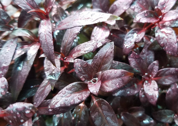 Ludwigia Peruensis Fully Red ,  Live Aquarium Plants