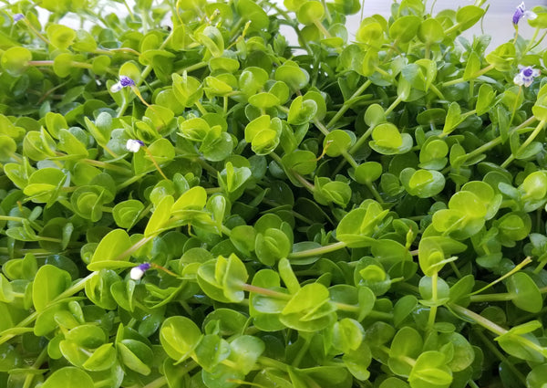 Lindernia Sp India, Rare,  Live Aquarium Plants