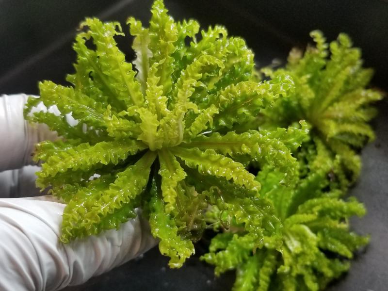 Pogostemon Helferi Downoi Rooted Plant/Crown, live aquarium plants