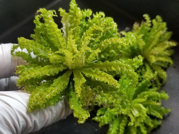 Pogostemon Helferi Downoi Rooted Plant/Crown, live aquarium plants