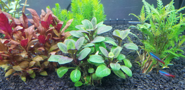 Lobelia Cardinalis, Small Form, live aquarium plants
