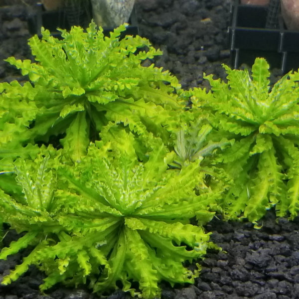 Pogostemon Helferi Downoi Rooted Plant/Crown, live aquarium plants
