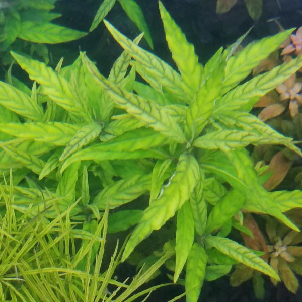 Staurogyne sp. Porto Velho, live aquarium plants