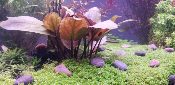 Lagenandra Meeboldii Red, Live Aquarium Plants