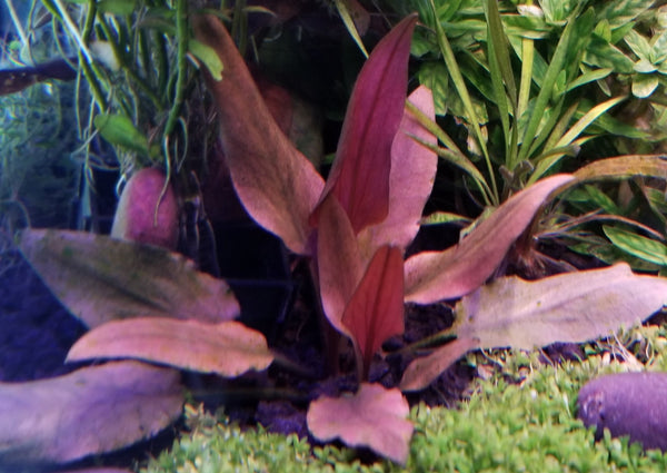 Cryptocoryne Beckettii Petchii Pink (Rare), Live Aquarium Plants