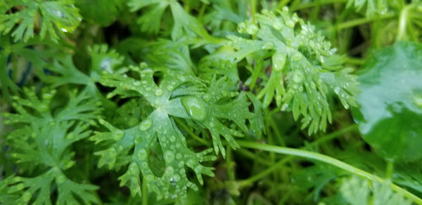 Ranunculus Inundatus (Rare), Freshwater Live Aquarium Plants