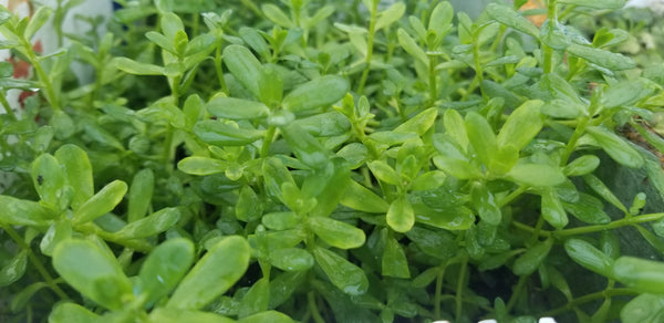 4 Kinds (Hedyotis Salzmannii, Ludwigia Ovalis, Rotala Coin Leaf, Clinopodium cf Brownei)  Freshwater Live Aquarium Plants + EXTRA