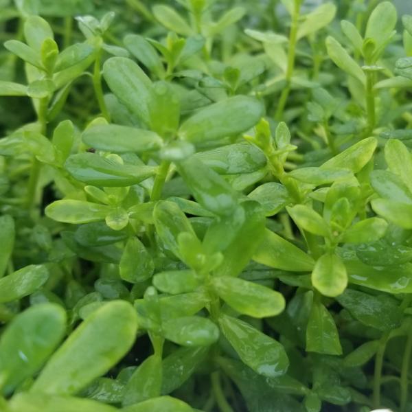 Hedyotis Salzmannii, ( can grow well without Co2 ) Live Aquarium Plants + EXTRA